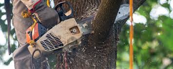  Round Rock, TX Tree Removal Pros