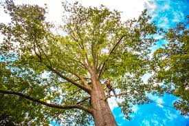 How Our Tree Care Process Works  in  Round Rock, TX