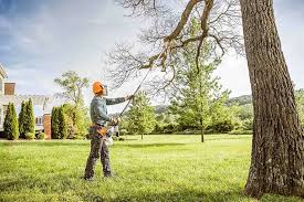 Best Fruit Tree Pruning  in Round Rock, TX