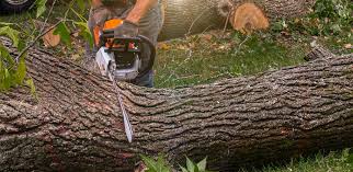 Best Arborist Consultation Services  in Round Rock, TX