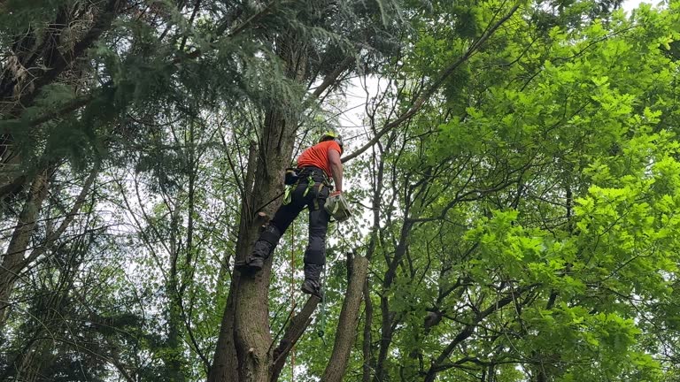 Best Tree Maintenance Programs  in Round Rock, TX