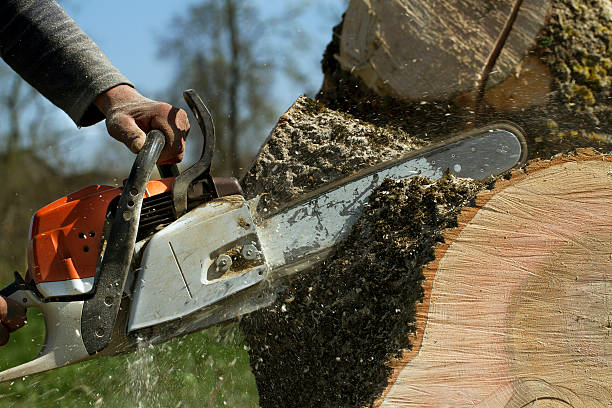 Best Emergency Tree Removal  in Round Rock, TX
